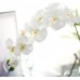 Meiliy 2pcs 11 Heads White Artificial Phalaenopsis Flower Real Touch Butterfly Orchid Flower Latex Orchids for Home Decoration Wedding Centerpieces Decorative Artificial Flowers (with no vase)