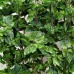 YunKo Meiliy 8 Ft Artificial Greenery Ivy Vine Plants Foliage Grape Leaves Vine Simulation Flowers Vine Garland for Home Room Garden Wedding Outside Decoration, Pack of 5